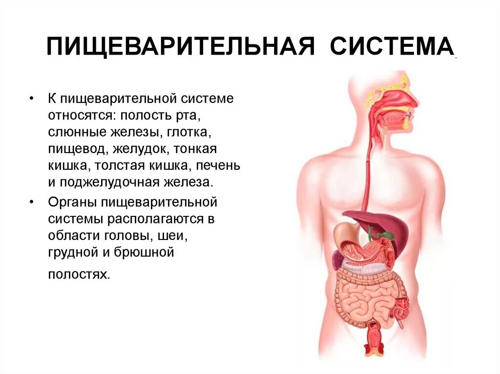 Пищеварительная система человека для детей 4 класс. Что такое пищеварительная система 3 класс кратко. Пищеварительная система человека рассказ. Пищварительнаясистема. Пищеварительная система характеристика кратко