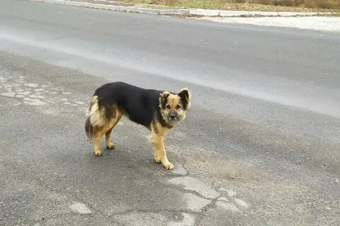 Хромая собака