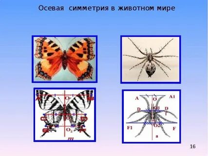 Объекты симметрии