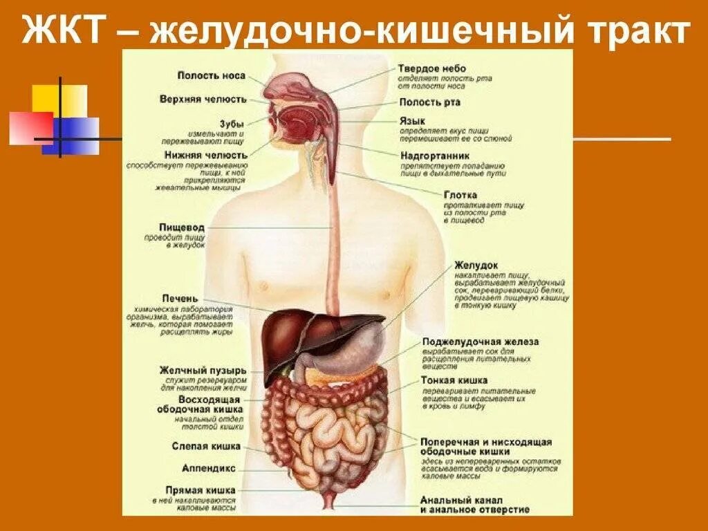 Пищеварительная система кишечник анатомия. ЖКТ человека анатомия функции и строение. Строение человека внутренние органы ЖКТ. Строение пищеварительной системы человека пищеварительной канал. Самой длинной частью пищеварительного тракта