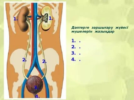 Үйдегі зәр шығару порнофотосуреттері