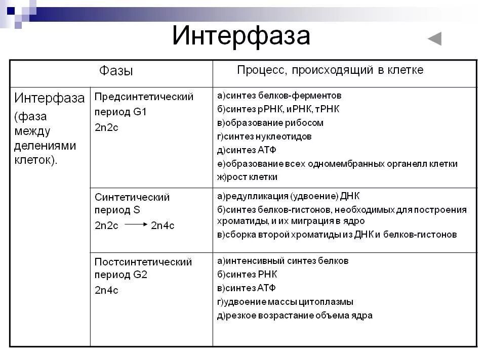 Где происходит интерфаза. Фазы митоза интерфаза. фазы митоза таблица интерфаза. период g2 в интерфазе митоза. интерфаза процессы происходящие в клетке.
