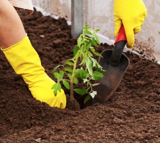 рассада брюквы. капуста белокочанная рыхлить рассаду. посев семян на рассаду. сажаем рассаду. сад рассада.