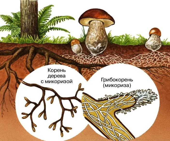 Характеристика грибов - что это, определение и ответ