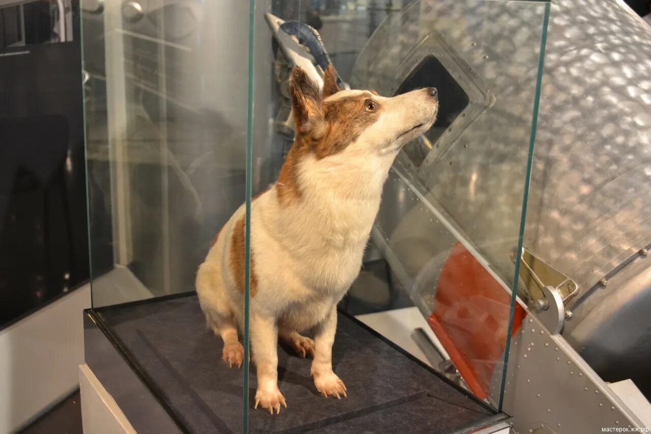 Чучела белки и стрелки в музее космонавтики. Чучело стрелки. Музей космонавтики белка и стрелка чучело. Белка и стрелка чучела. Мемориальном музее космонавтики в москве белка и стрелка.