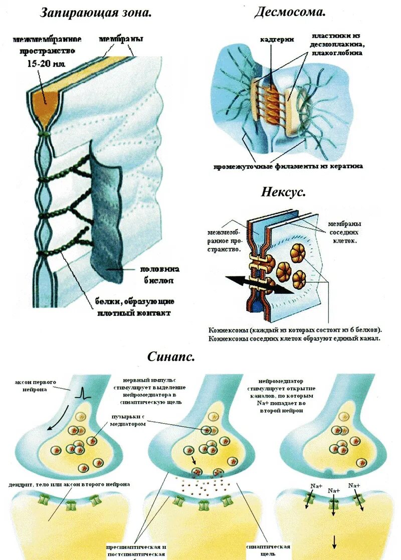 Виды контактов между клетками. Строение клеточных контактов. Избирательная проницаемость клетки. Обмен информацией между клетками. Запирающая зона
