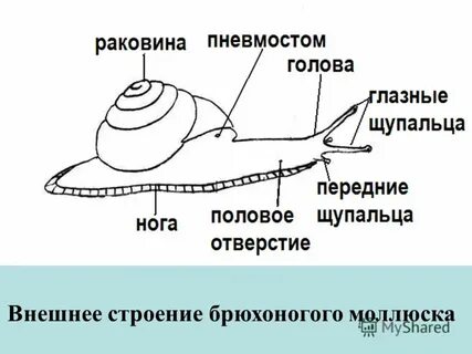 Катушка моллюск внешнее строение