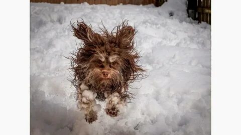 Comedy pet photo awards 2024