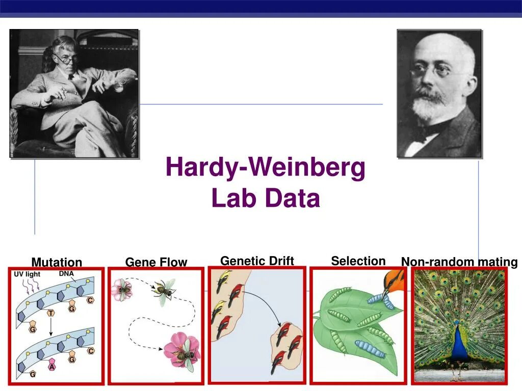 Хайди вайнберг. Харди Вайнберга. The Hardy-Weinberg Law. Харди Вайнберга ученые. Харди Вайнберг фото.