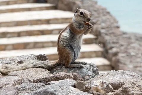 Download free HD stock image of Atlas Squirrel Fuerteventura.