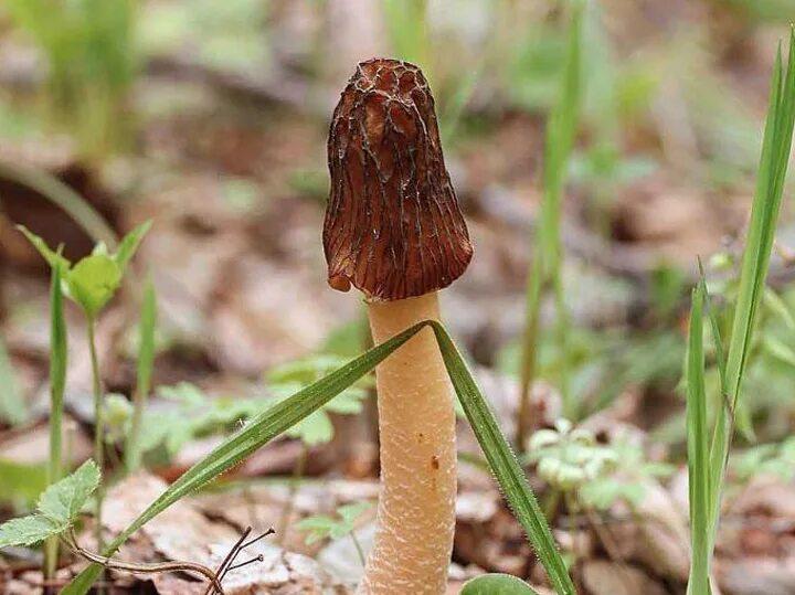 Два ядовитых гриба. Ядовитые весенние грибы. Весенние грибы съедобные. Гриб весенний съедобные маленький. Первые весенние грибы съедобные.