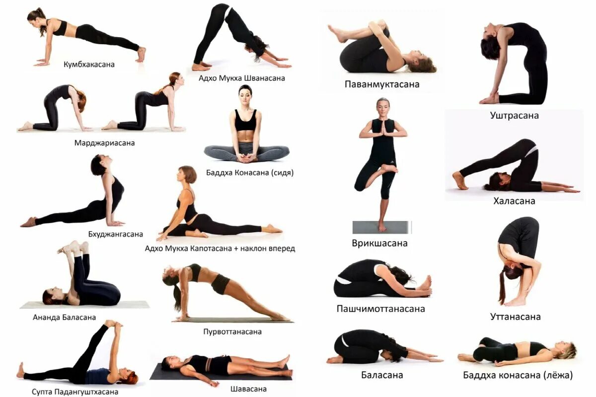 Йога для начинающих для похудения. Последовательность асан в хатха йоге для начинающих. Хатха-йога комплекс асан. Основные асаны хатха йоги для начинающих. Йога асаны для начинающих для похудения.