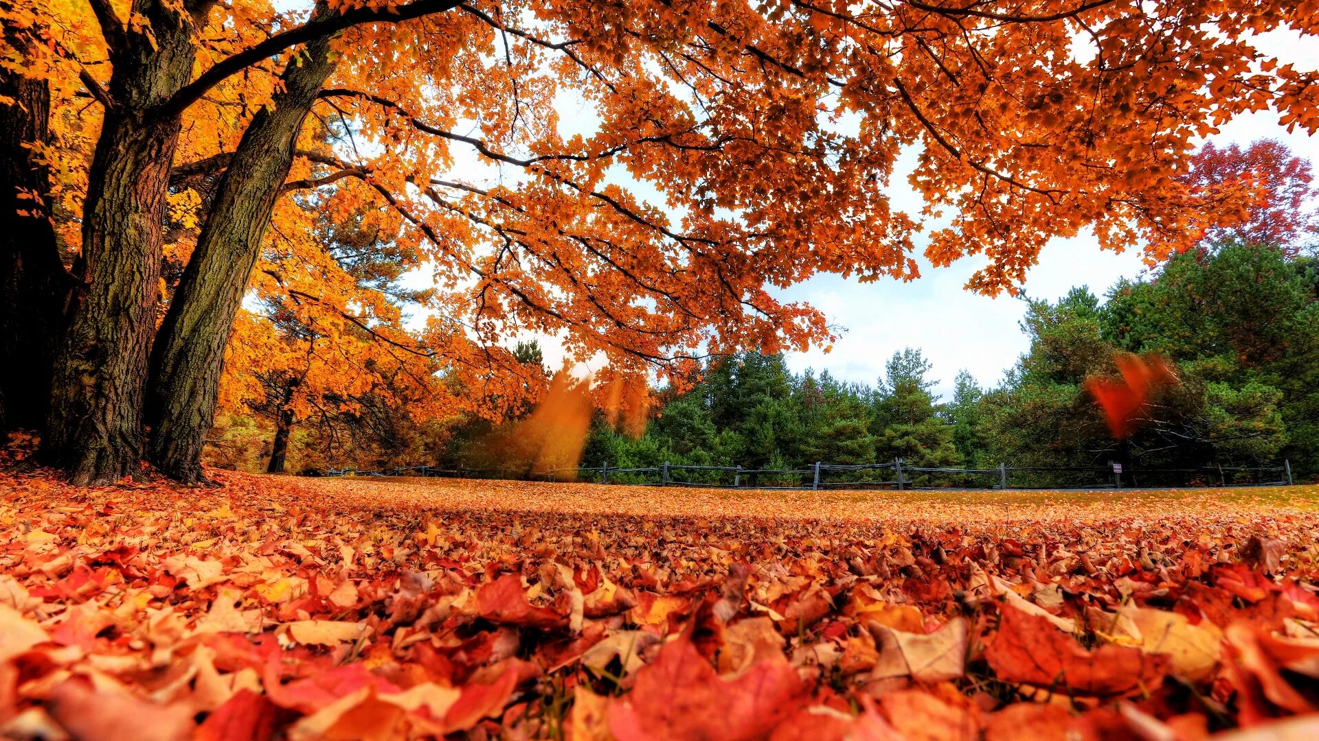Natural fall. Красивая осень. Осень фото. Осень листопад. Осенние обои на рабочий стол.