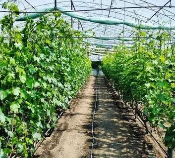 Виноград в теплице