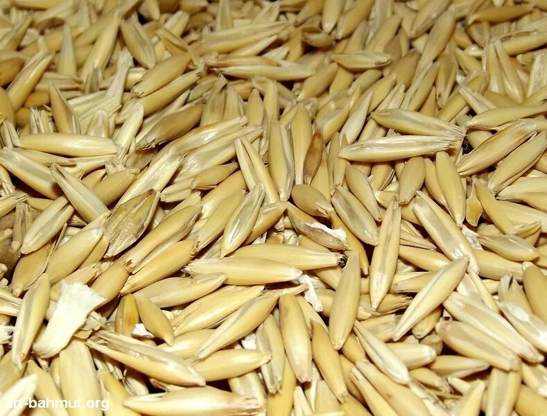 овсяная крупа не очищеная. овсяные зерна. овес очищенный. овёс голозёрный. овес неочищенный.