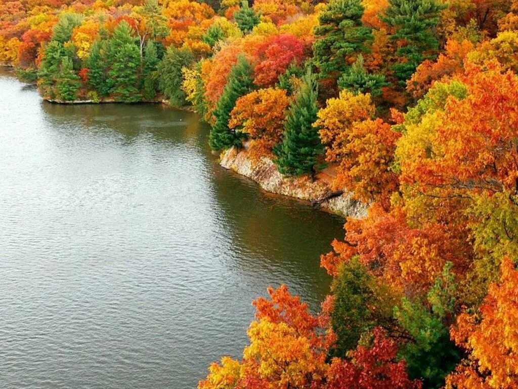 Оранжевый осенний лес. Nature. Фотографии признаки осени. Осеннее богатство