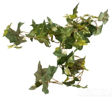 Плющ кавказский