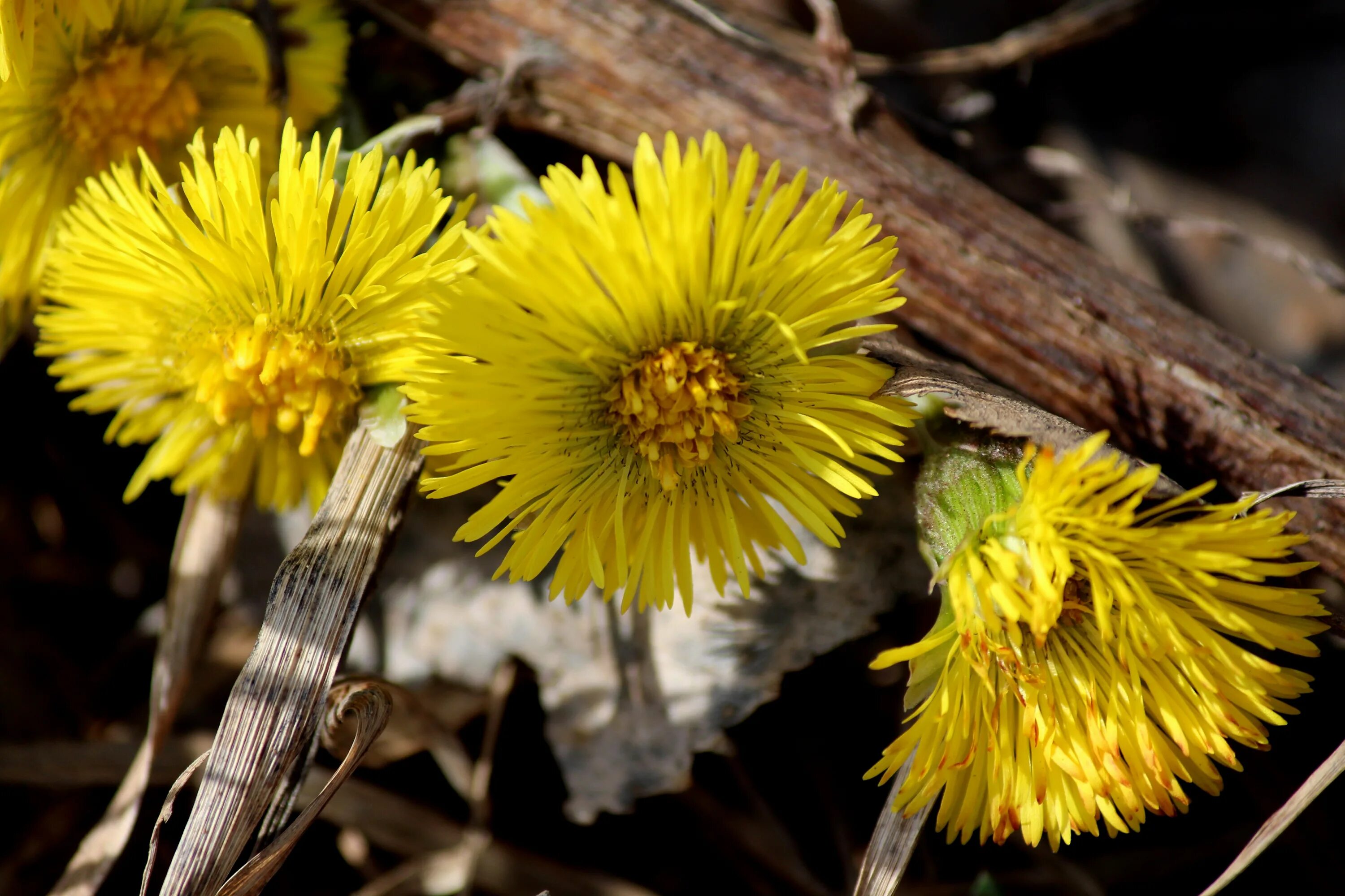мать цветок мать и мачехи. мать и мачеха растение. мачеха цветок мать мачеха. мать и мачеха цветок. мачеха цветок мать мачеха.