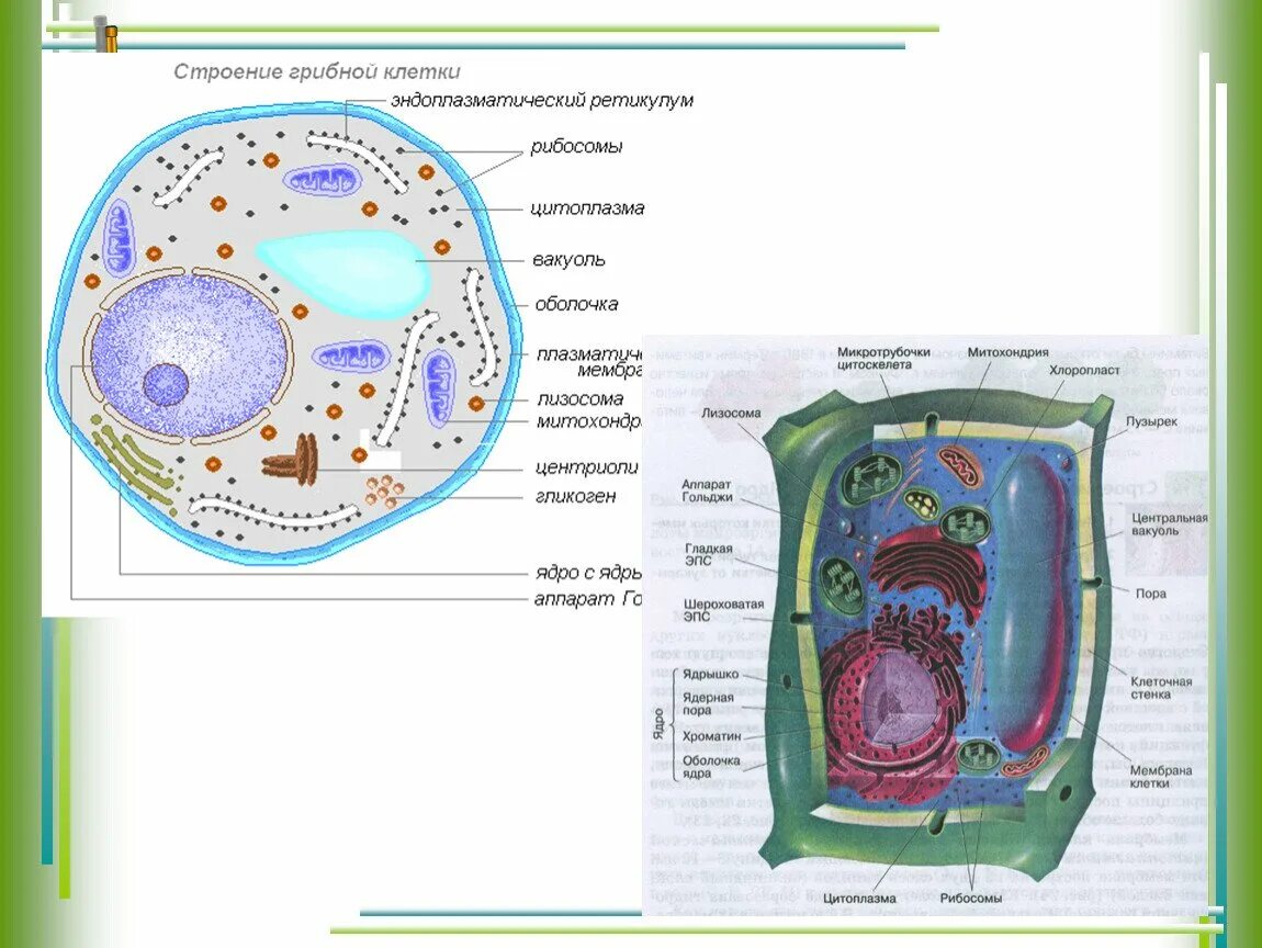 Клетки растительные животные бактериальные грибные. Строение растительной животной и грибной клетки. Строение грибной клетки клетки. Клеточное строение гриба. Строение клетки грибов 9 класс.