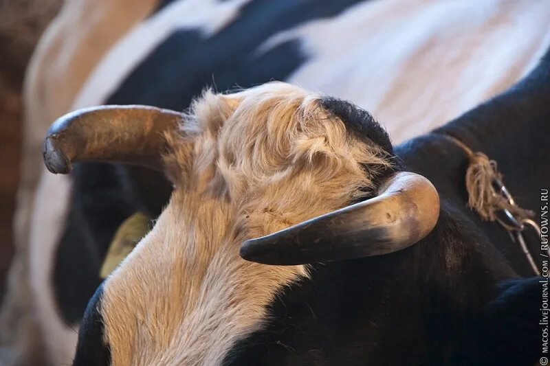 Рога крс. Корова черная с рогами. Аргентинский бык. Коровьи рога. Рога коровы.