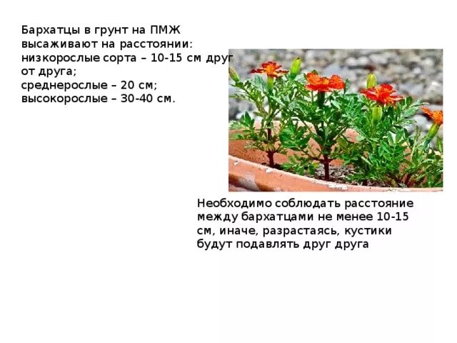 На каком расстоянии сажают бархатцы в грунт. Бархатцы прямостоячие схема посадки. схема посадки бархатцев. схема высадки бархатцев в клумбу. схема посадки бархатцев низкорослых.