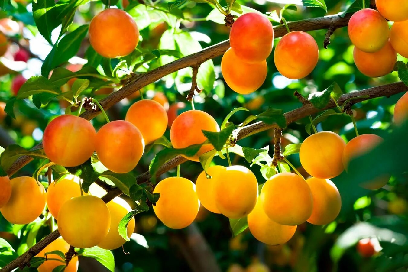 саженцы яблоня, абрикос, слива, груша. черевишня (дюк) шпанка. вишня шакировская. яблоня вайнспур. слива алыча дерево.