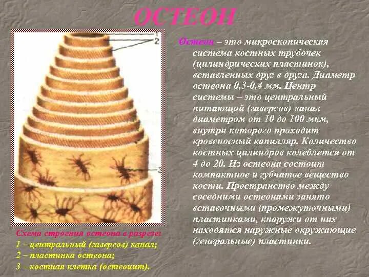 Остеон 2