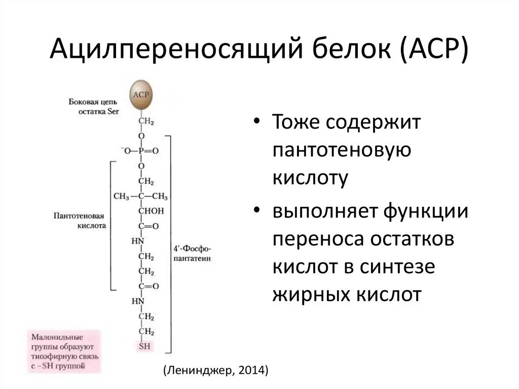 Белка реакт. Роль ацилпереносящего белка (АПБ) В синтезе жирных кислот:. Ацилпереносящий белок. Роль ацилпереносящего белка АПБ. Кратко охарактеризуйте ацилпереносящий белок.