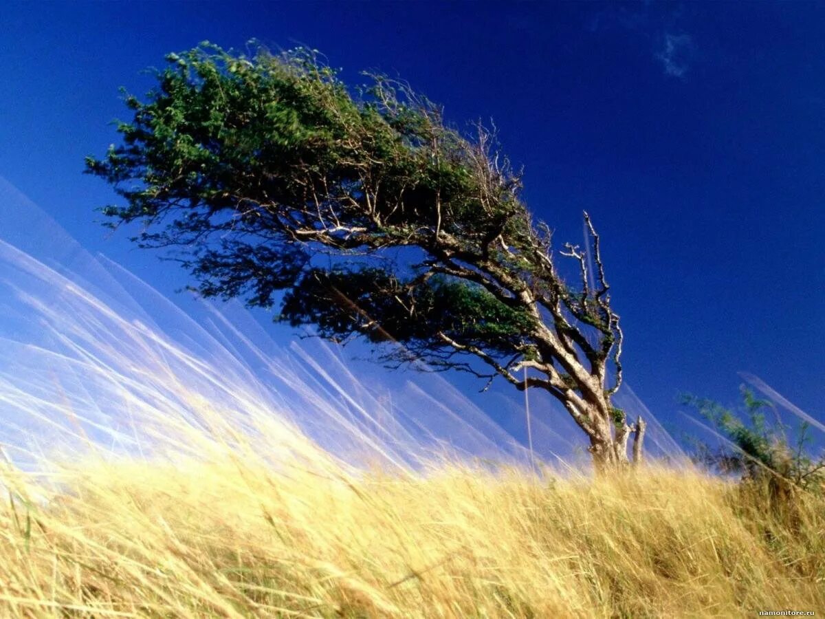 Сильный ветер. Дерево на ветру. Явления природы ветер. Пейзаж с ветром. Ветр ный день