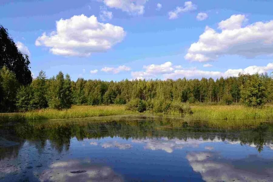 Озеро белое Шатурский район. Святое озеро (Шатурский район). Озеро святое Шатура. Озера Шатурского района. Прогноз в озерах московской области