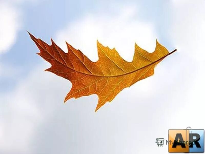 Осенний листок. Падающие листья. Падающая листва. Осенние листья фото. Кленовый лист падает.