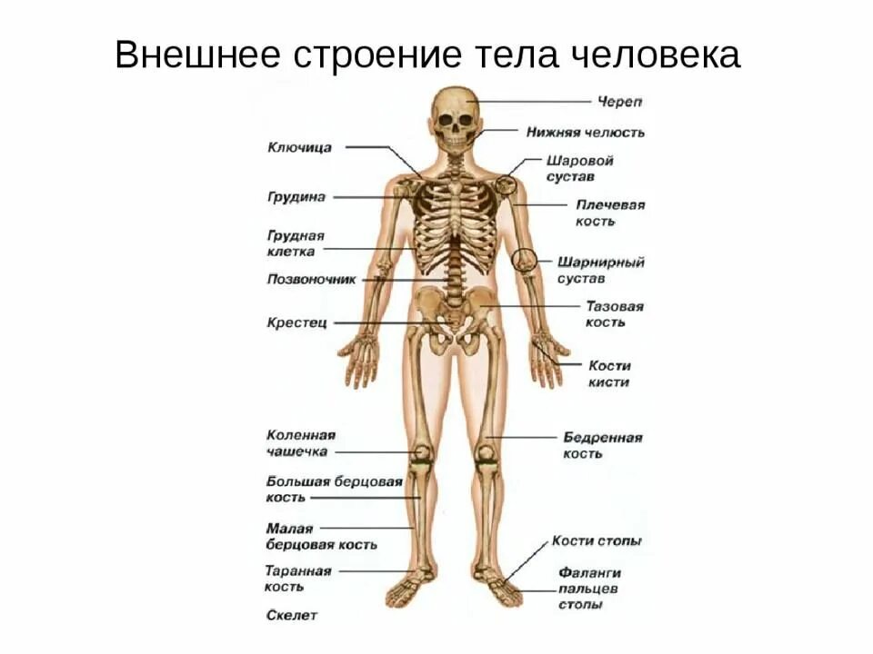 Как называется туловища. Отделы скелета анатомия. Отдел скелета название костей. Скелет человека сзади с названием органов. Внутреннее и внешнее строение человека 4 класс окружающий мир.