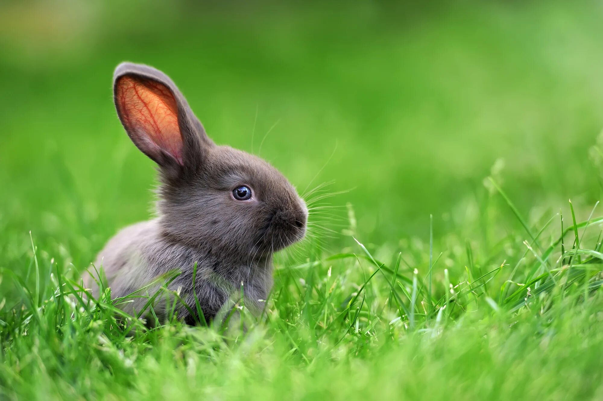 Rabbit live