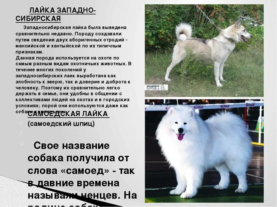 Имена для сучек. Западно-Сибирская лайка самоед. Имена для собак. Имя для собаки девочки лайки. Как назвать собаку мальчика.