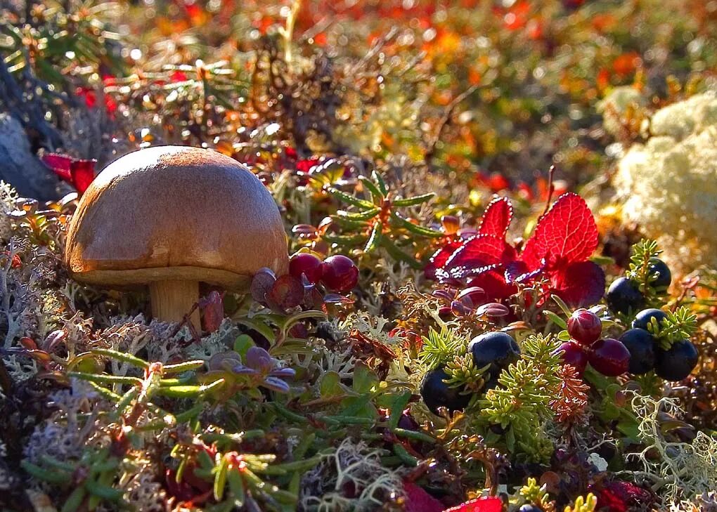Мир природы грибы. Растения тундры Морошка. Ямал тундра ягоды грибы. Осень грибы. Лес грибы ягоды.