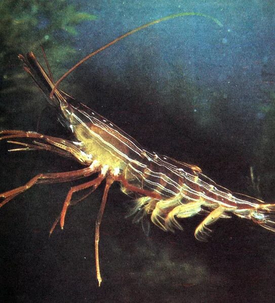 Чилим травяной дальневосточный. Креветка травяная pandalus latirostris. Чилим креветка. Травяной чилим. Травяной чилим.