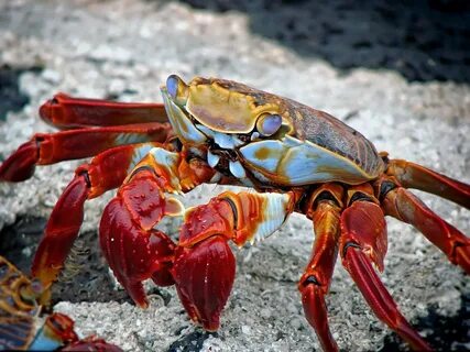 Морской краб