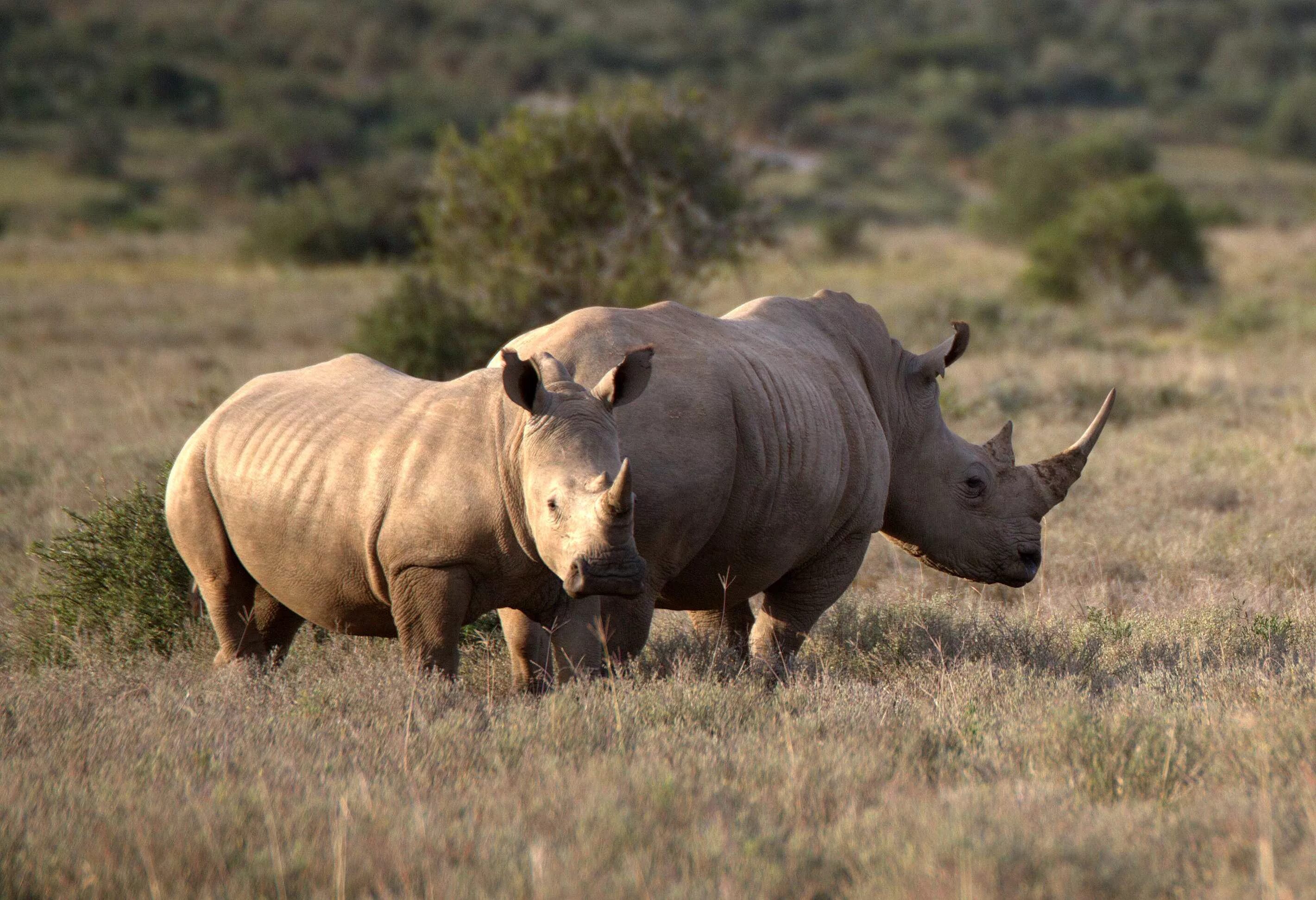 Носорог в саванне. Африканский белый носорог. Белые носороги в ЮАР. Южный белый носорог.