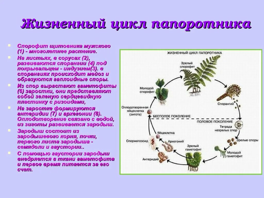 Жизненные циклы высших споровых. Жизненный цикл щитовника мужского. Жизненный цикл равноспорового папоротника. Жизненный цикл папоротника щитовника мужского. Жизненный цикл споровых растений схема.