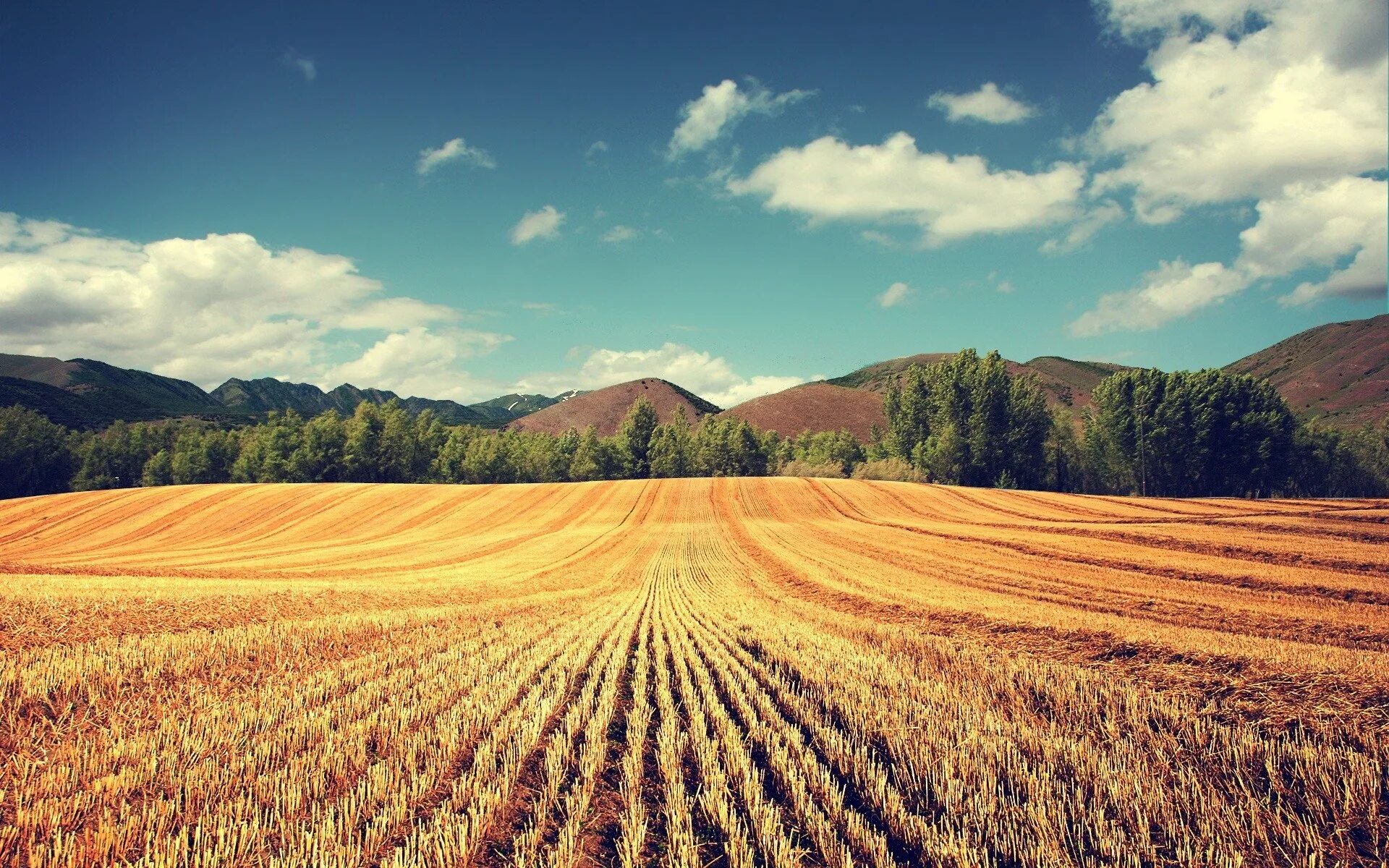 Горный урожай. В поле. Поле пшеницы. Бескрайние поля. Сельскохозяйственный пейзаж.