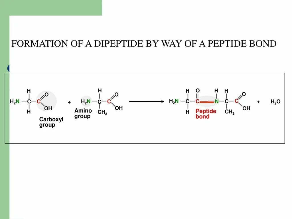 Пептидные связи есть в. Построение пептидной связи. Пептидная связь в белках. Схема образования пептидной связи. Пептидная связь примеры.