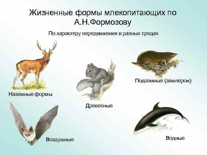 Животные разных сред