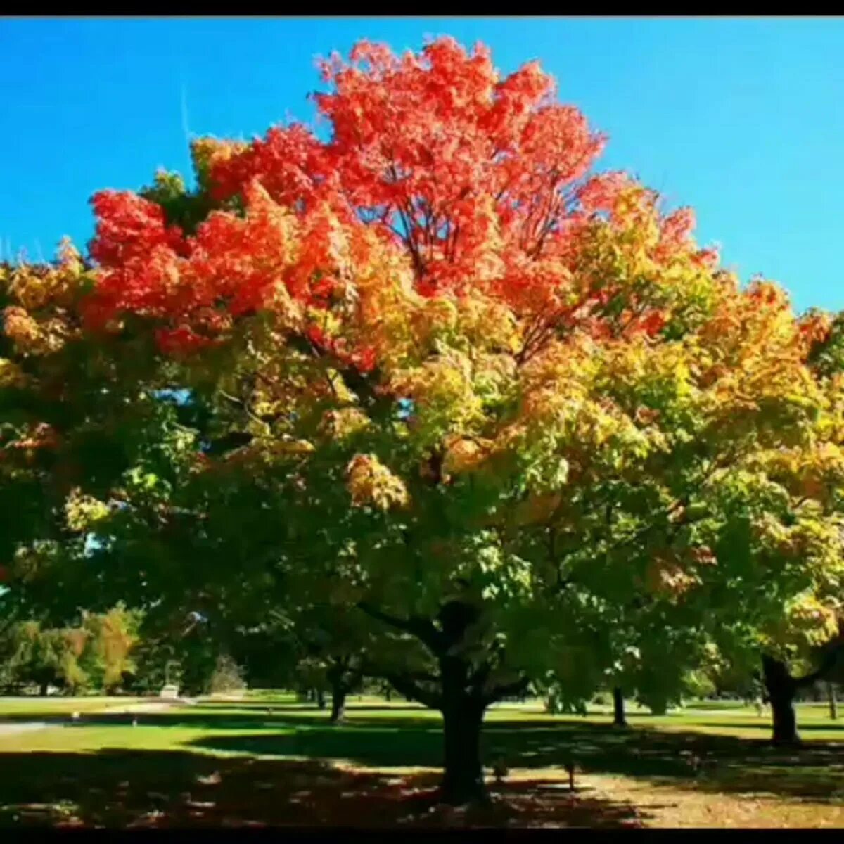 Огромный клен возвышавшийся над садом стал еще. Упало дерево на машину , территория детского сада. Ногами синтаксический разбор. Подчеркни грамматические основы в сложных предложениях. Огромный клен возвышавшийся над садом.