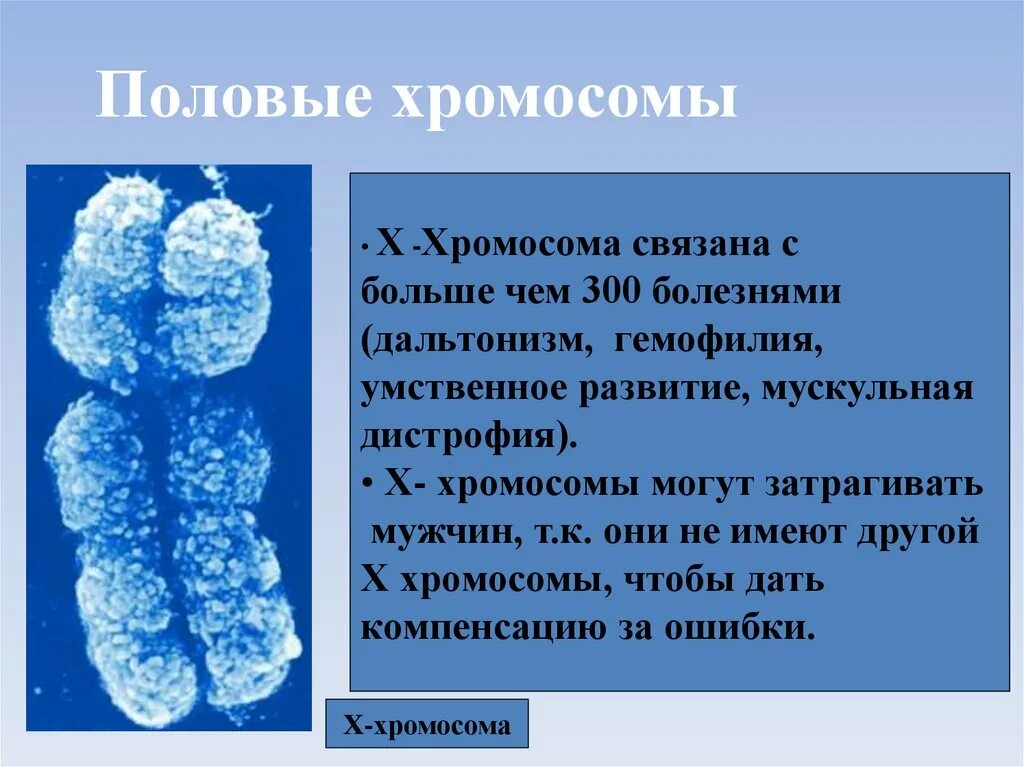 Половые хромосомы петуха