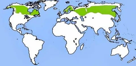 Распространение тайги