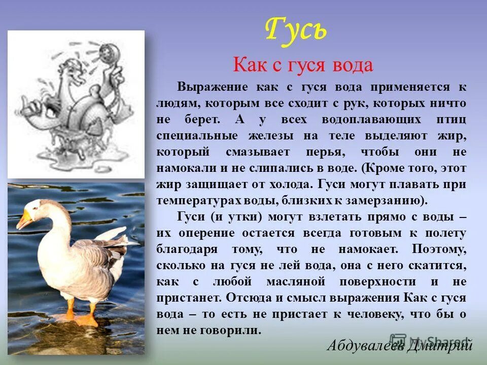 Как с гуся вода фразеологизм. Как с гуся вода значение фразеологизма. Как с гуся вода. Что значит как с гуся вода.