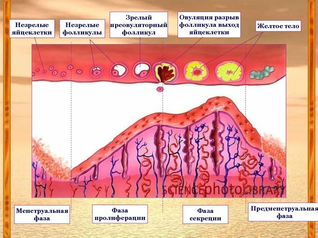 Стадии формирования желтого тела. Менструальный цикл желтое тело. Фолликул овуляторная фаза. Овуляция разрыв фолликула. Овуляция губы