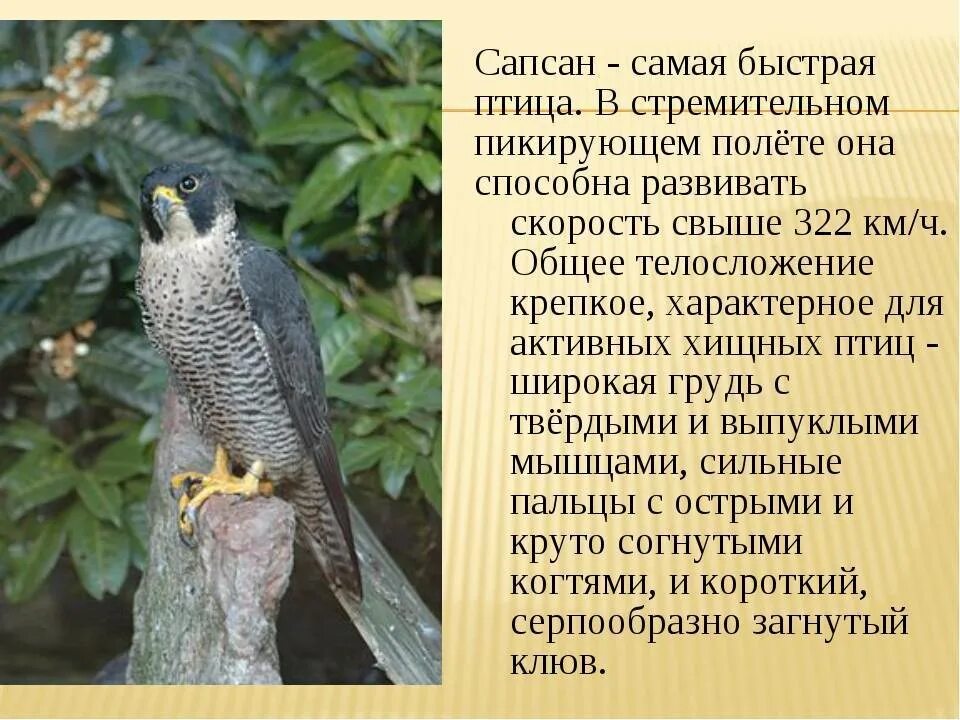 Рассказ о соколе