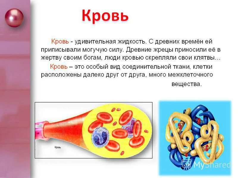 Кровь лейкоциты эритроциты фагоциты. Эритроциты и лейкоциты и антитела. Эритроциты и лейкоциты и антитела. Эритроциты и лейкоциты и антитела. Эритроциты и лейкоциты и антитела.