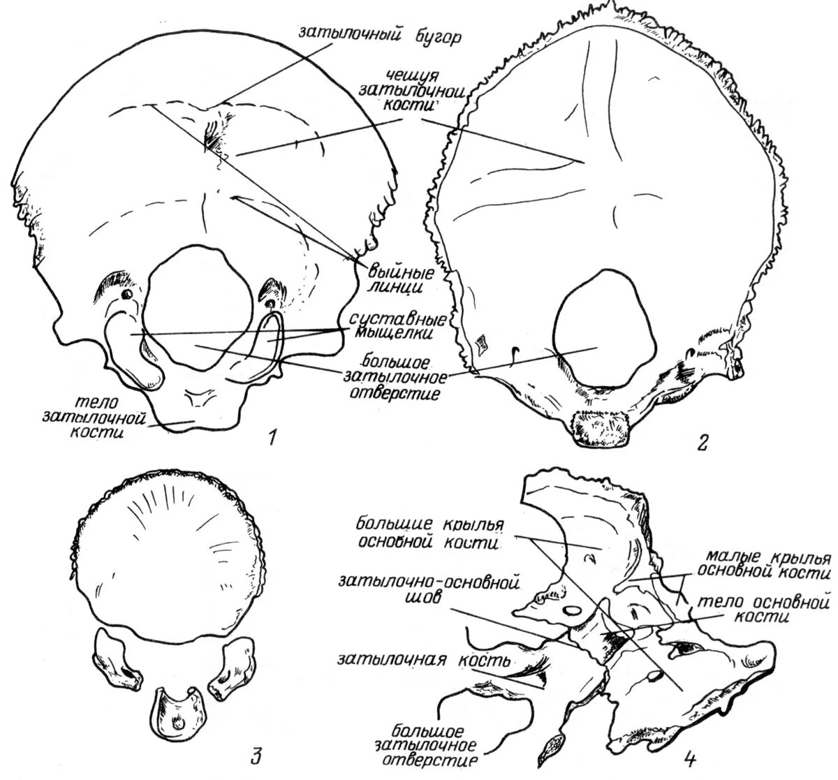 Кости мозгового черепа затылочная кость. Затылочная кость черепа анатомия части. Строение костей черепа затылочная. Строение затылочной кости черепа.